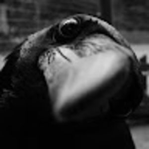 Meet your Posher, Harold